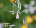 Catoptria sp.